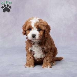 Hal, Cavapoo Puppy